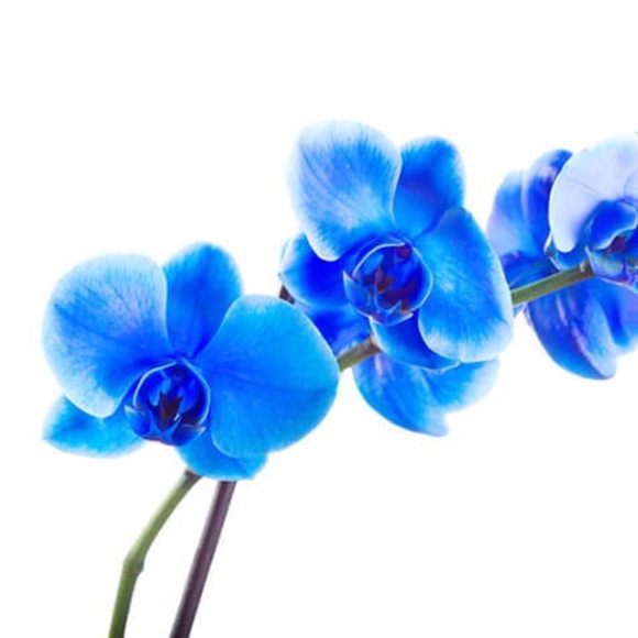blueorchid_04